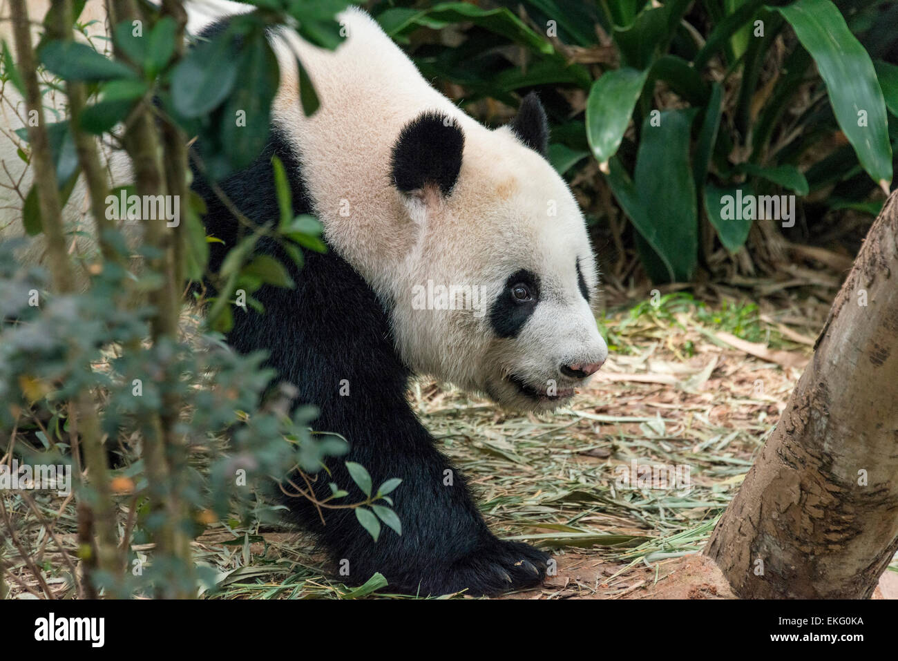 Giant Panda Ailuropoda melanoleuca Stockfoto