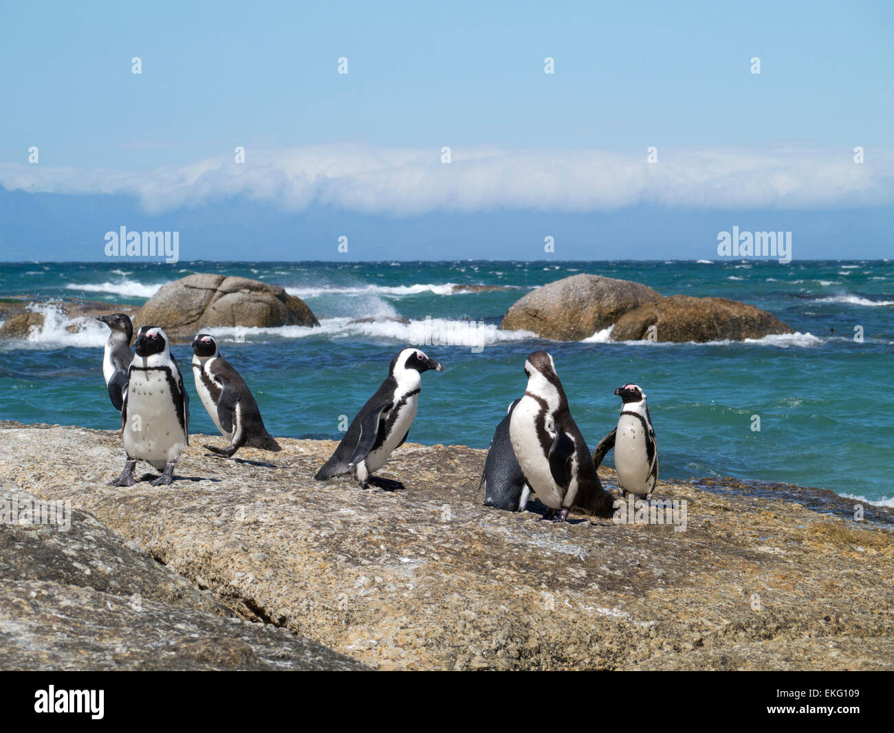 Sieben afrikanische Pinguine auf Felsen am Boulders Beach in Simons Town, Kapstadt, Südafrika Stockfoto