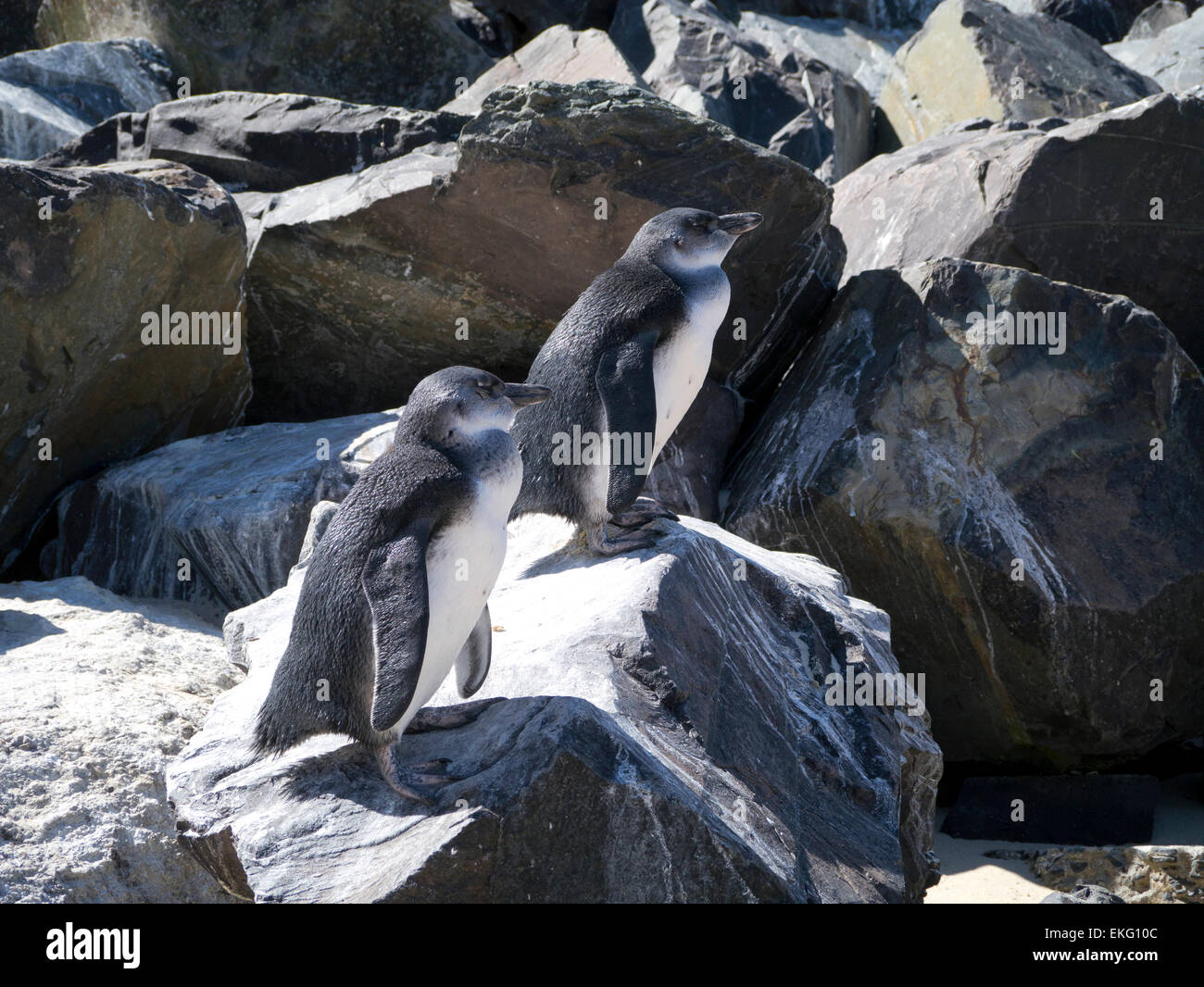 Ein paar von afrikanischen Pinguine auf Felsen am Boulders Beach in Simons Town, Kapstadt, Südafrika Stockfoto