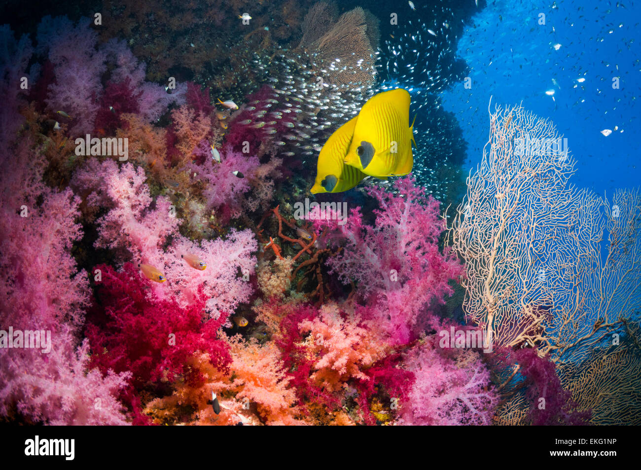 Paar goldene Butterflyfish auf Korallenriff mit Weichkorallen Schule der Pygmäen Kehrmaschinen Stockfoto