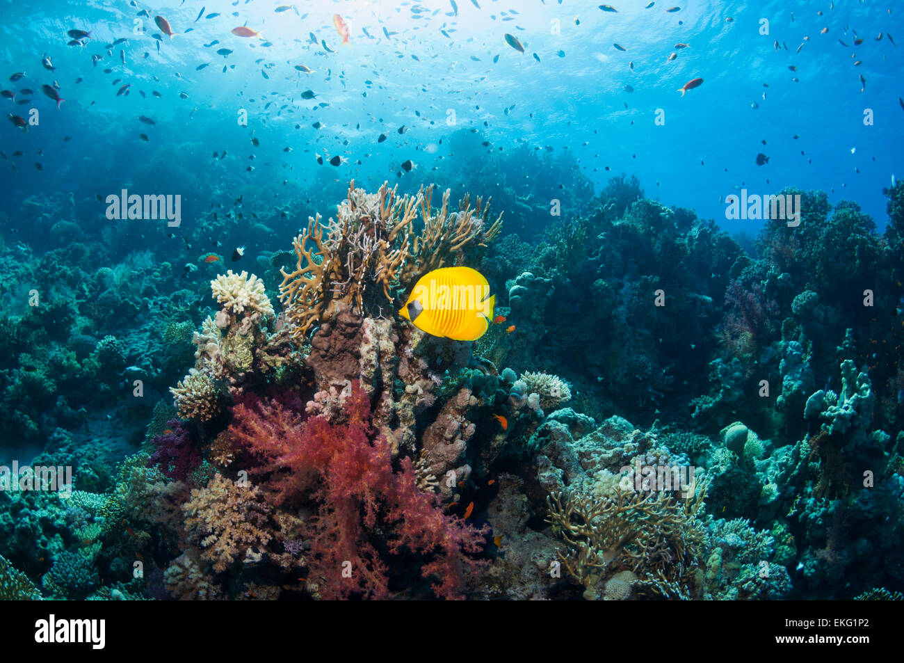 Eine goldene Butterflyfish (Chaetodontidae Semilarvatus) am Korallenriff.  Ägypten, Rotes Meer. Stockfoto