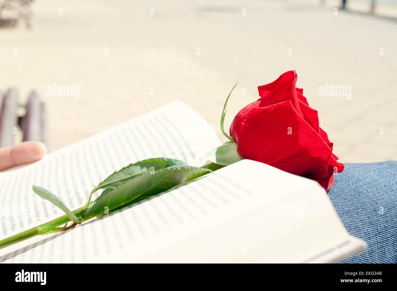 Nahaufnahme eines jungen Mannes mit einer roten Rose auf ein offenes Buch für Sant Jordi, Saint Georges Day, wenn es Tradition ist, rot r zu geben Stockfoto