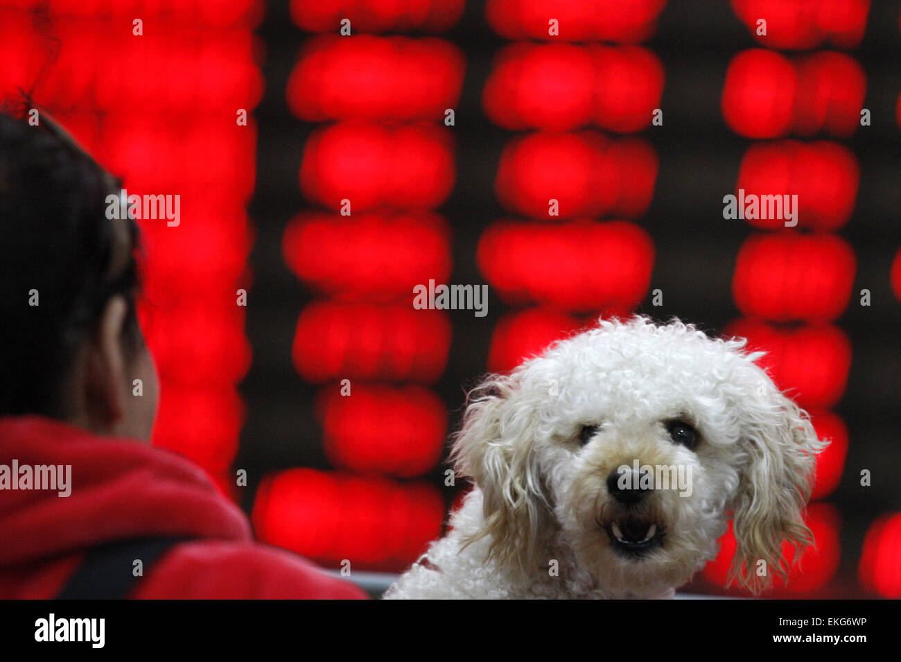 Shanghai, China. 10. April 2015. Ein Hund hält eine Frau, die Watchs Eklektizismus zu überwachen, in ein Lager in Huaibei, Provinz Anhui, China am 10. April 2015 austauschen. Der Shanghai Composite Index stieg höher als 4.000 zurück und war bereit, für eine fünfte wöchentliche erhöhen. Der Shanghai Composite stieg 1,4 Prozent, seit März 2008 für den höchsten Abschluss bereit. Der CSI300-Index stieg um 1,2 Prozent. Für diese Woche sah sie jeweils für Gewinne von 3,9 % und 3,4 Prozent. Bildnachweis: Panda Auge/Alamy Live-Nachrichten Stockfoto