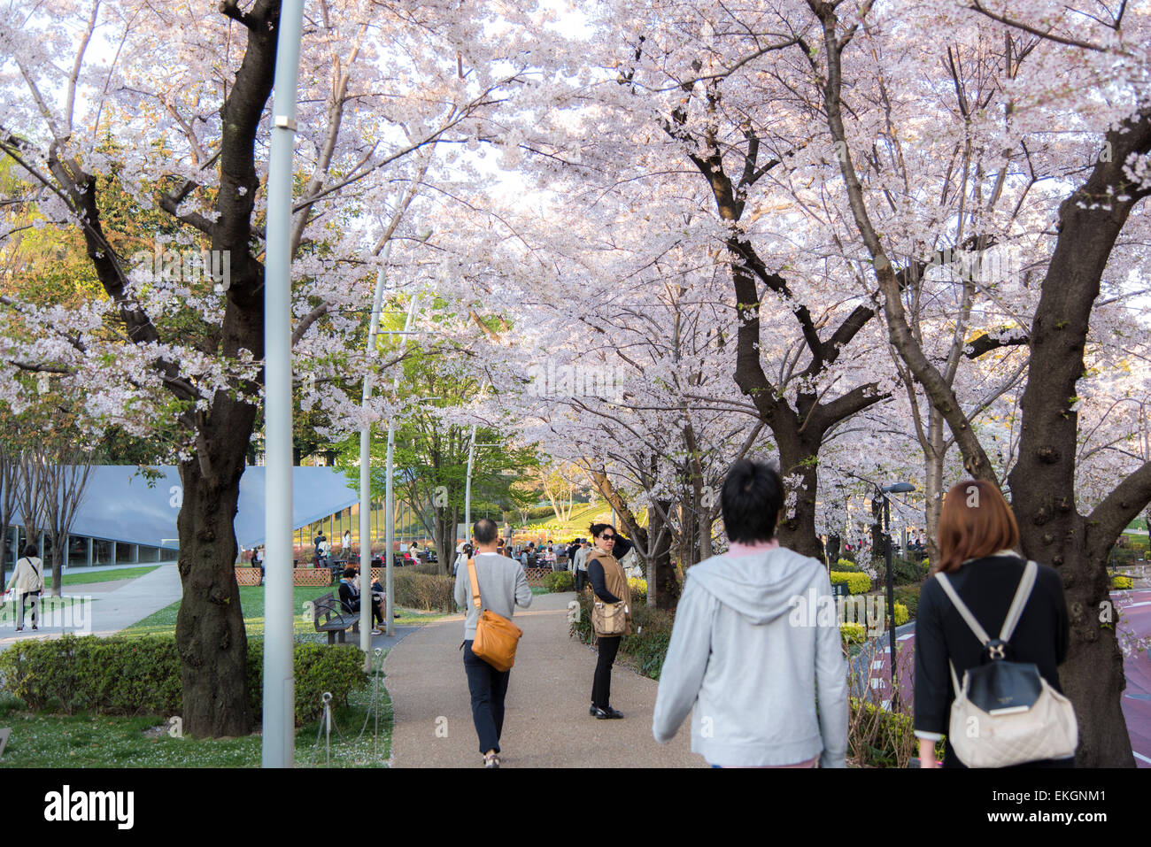 Kirschblüte, 21 21 DESIGN SIGHT, Tokyo Midtown, Minato-Ku, Tokyo, Japan Stockfoto