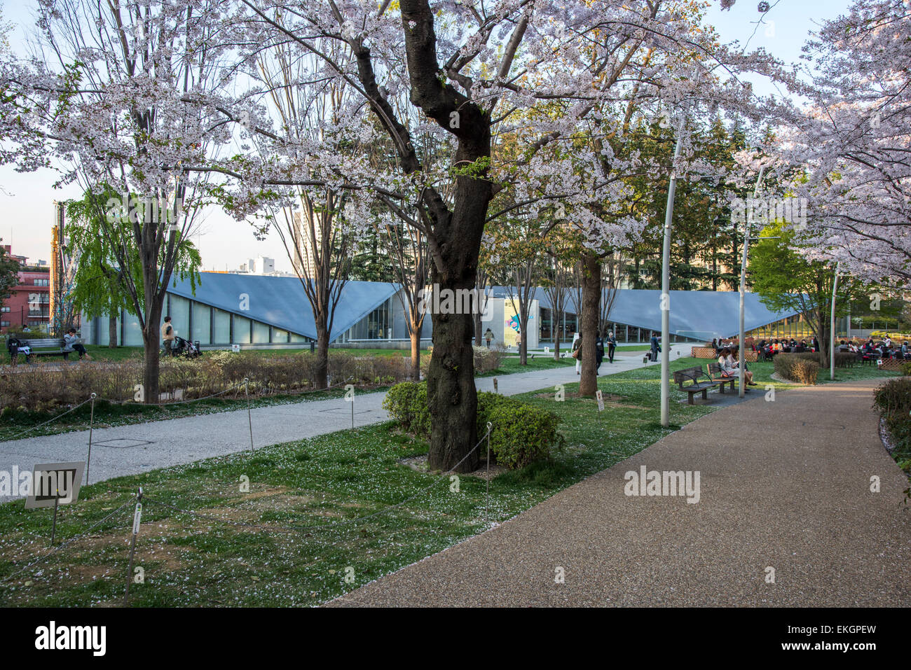 Kirschblüte, 21 21 DESIGN SIGHT, Tokyo Midtown, Minato-Ku, Tokyo, Japan Stockfoto