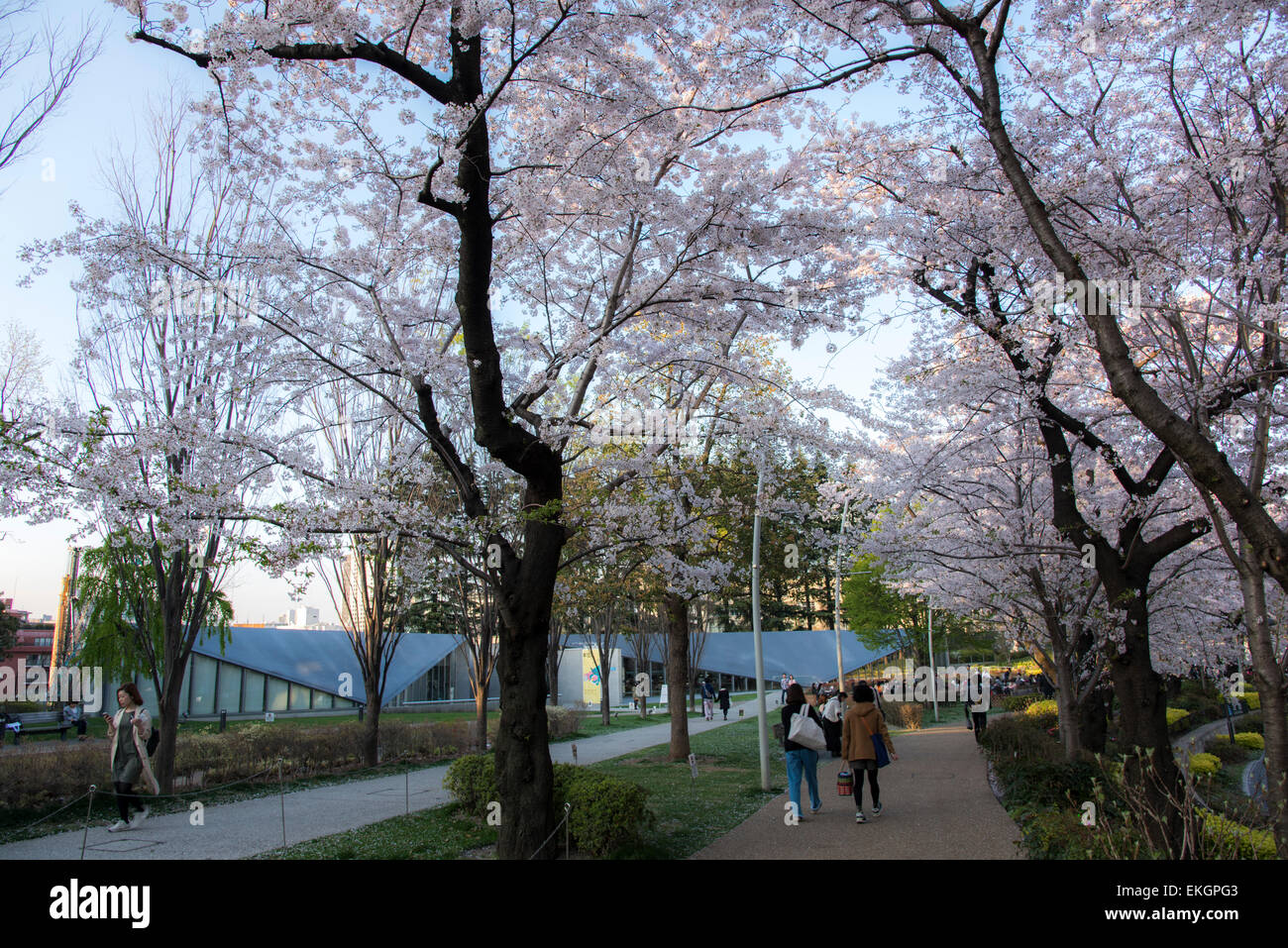 Kirschblüte, 21 21 DESIGN SIGHT, Tokyo Midtown, Minato-Ku, Tokyo, Japan Stockfoto