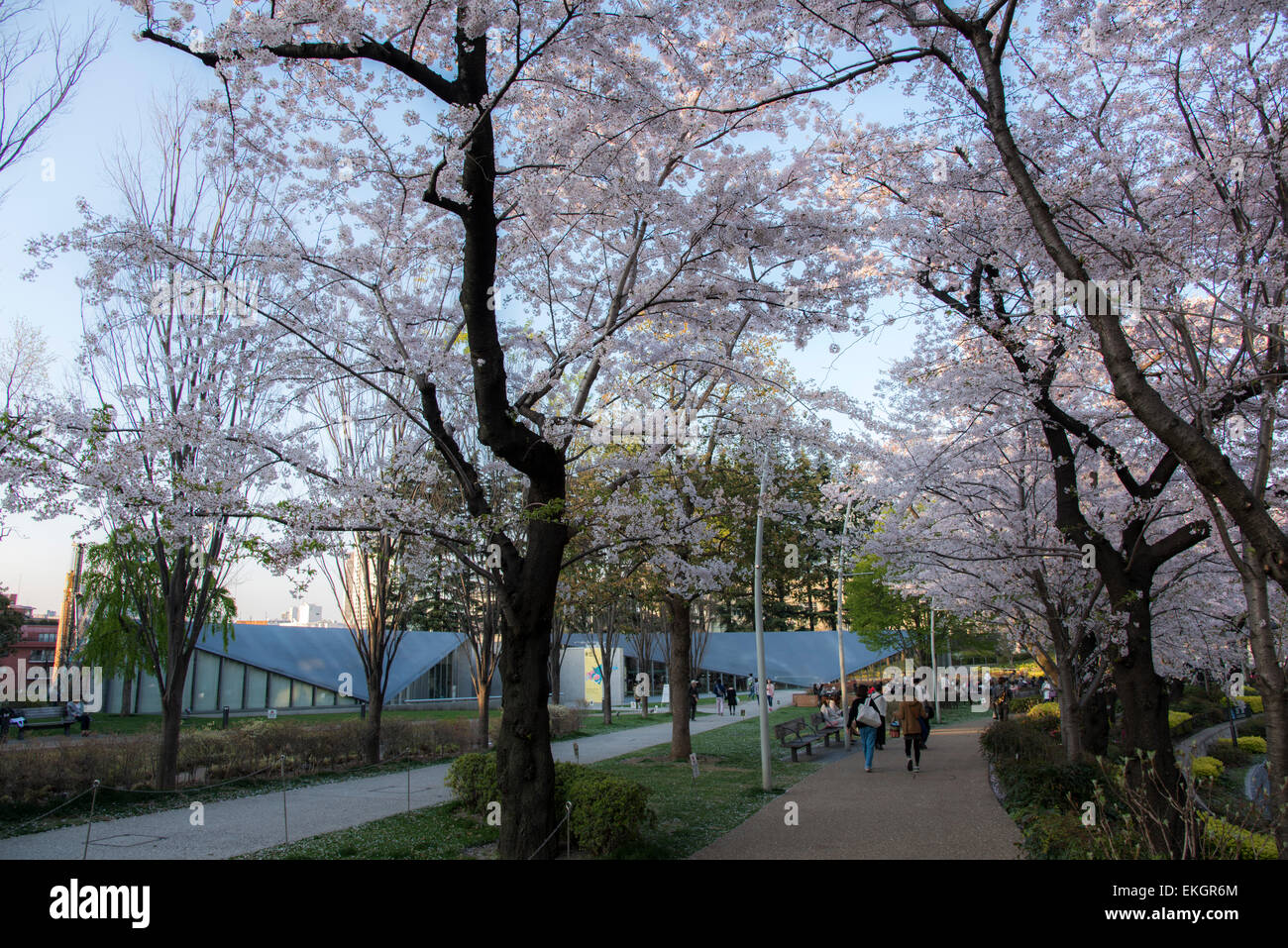 Kirschblüte, 21 21 DESIGN SIGHT, Tokyo Midtown, Minato-Ku, Tokyo, Japan Stockfoto