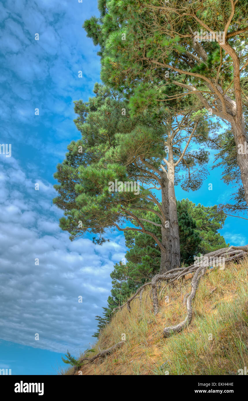 Große Bäume und lange Wurzel ragt über dem Boden am Rand einer Klippe unter blauen Himmel und Wolken Stockfoto