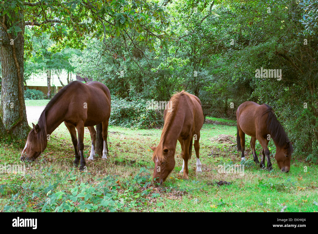 Drei New Forest Ponys in einer ruhigen bewaldeten Lichtung Stockfoto