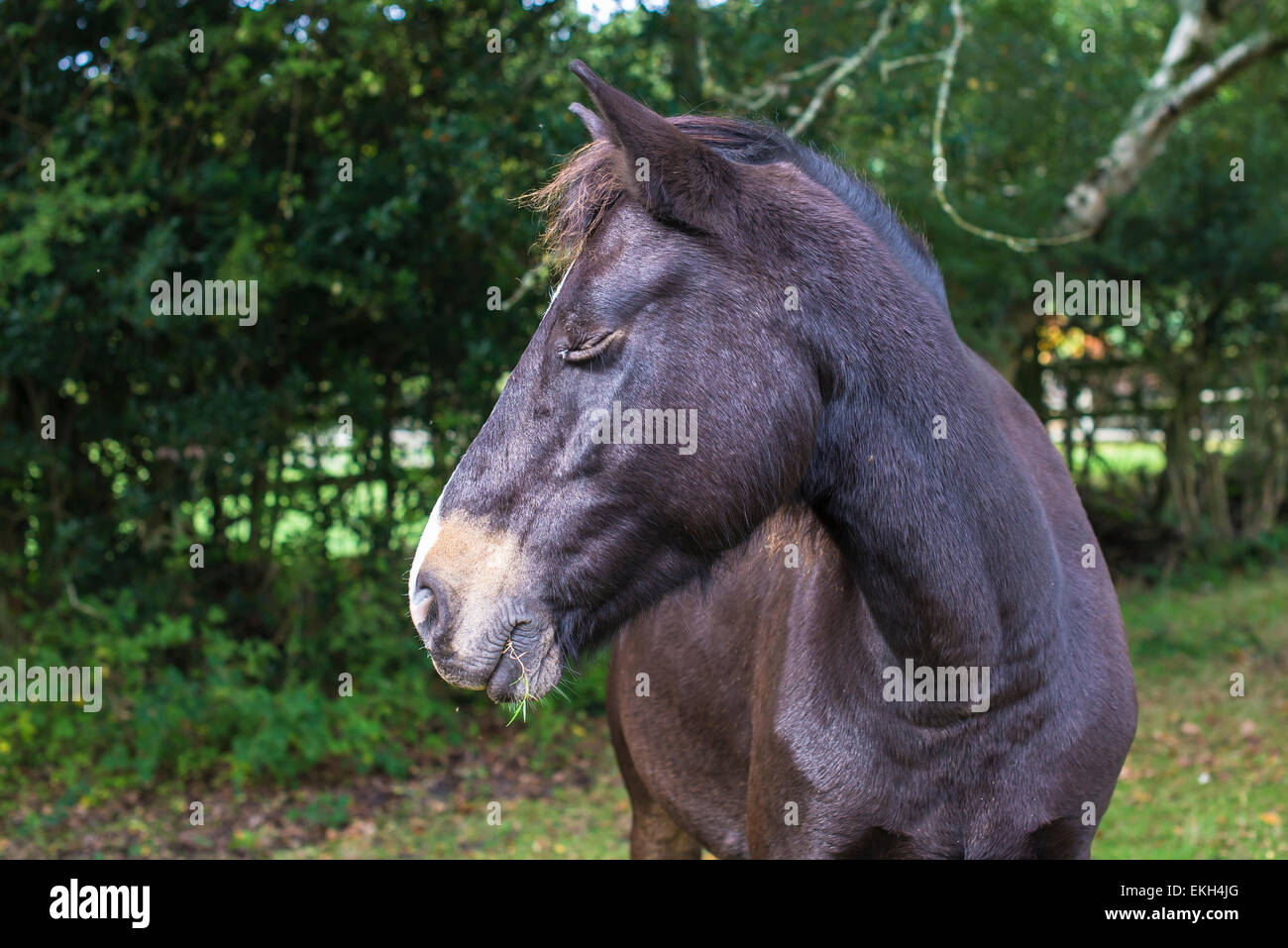 Dunkle braunes Pferd posiert mit Augen geschlossen Stockfoto