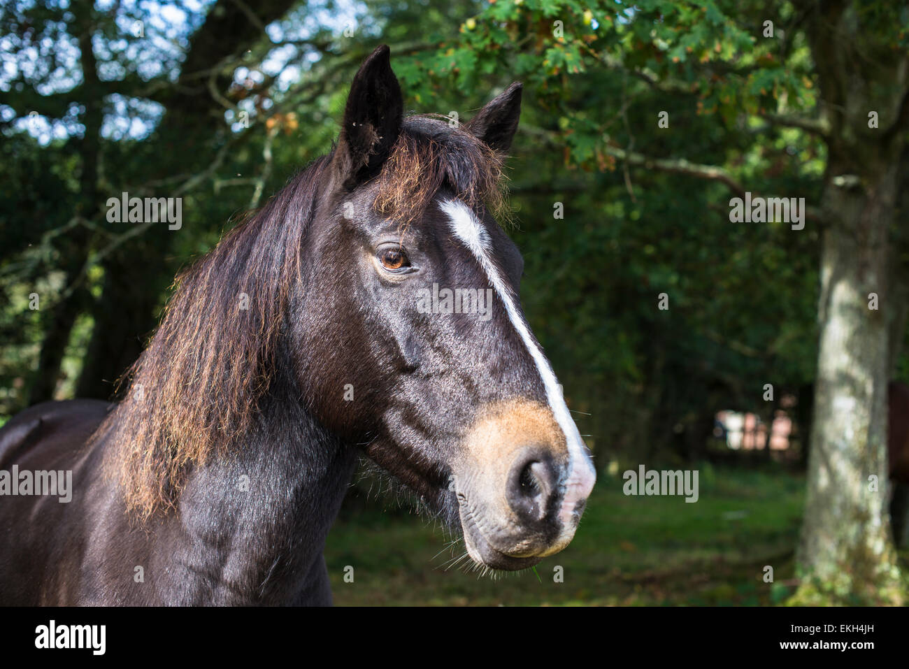 Kopfschuss von New Forest Pony mit dunklen braunen glänzendes Fell Stockfoto