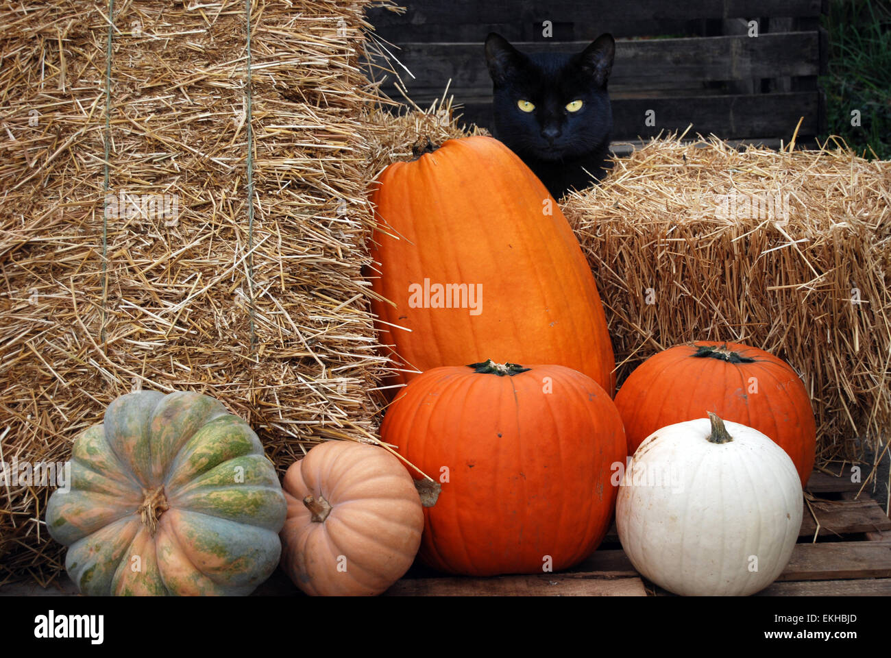 Schwarze Katze mit Heuballen und Herbst Kürbisse. Stockfoto
