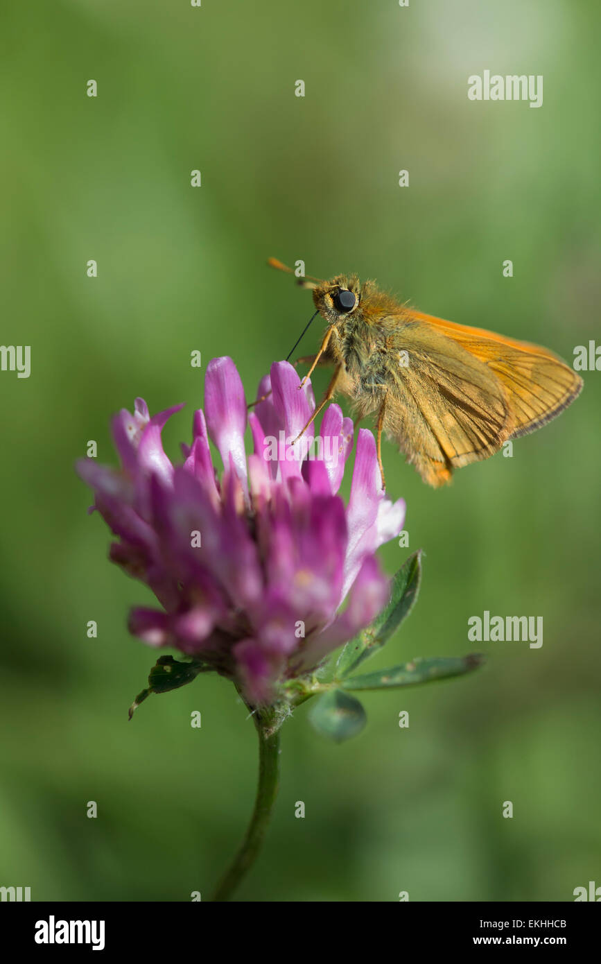 Ein kleiner Skipper Schmetterling Fütterung von Rotklee auf einer sonnigen Wiese in Cumbria, England Stockfoto