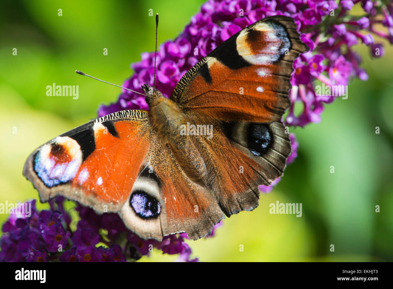 Ein wunderschöner Pfau Schmetterling auf einer Blüte lila Sommerflieder in einem sonnigen Garten in Cumbria, England Stockfoto