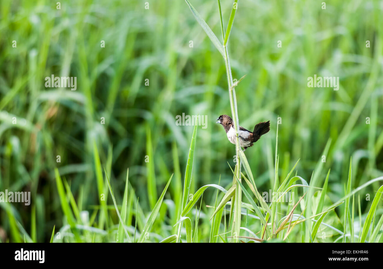 Weißes-rumped Munia, Lonchura Striata, kleiner Vogel, thront auf Grashalm Stockfoto