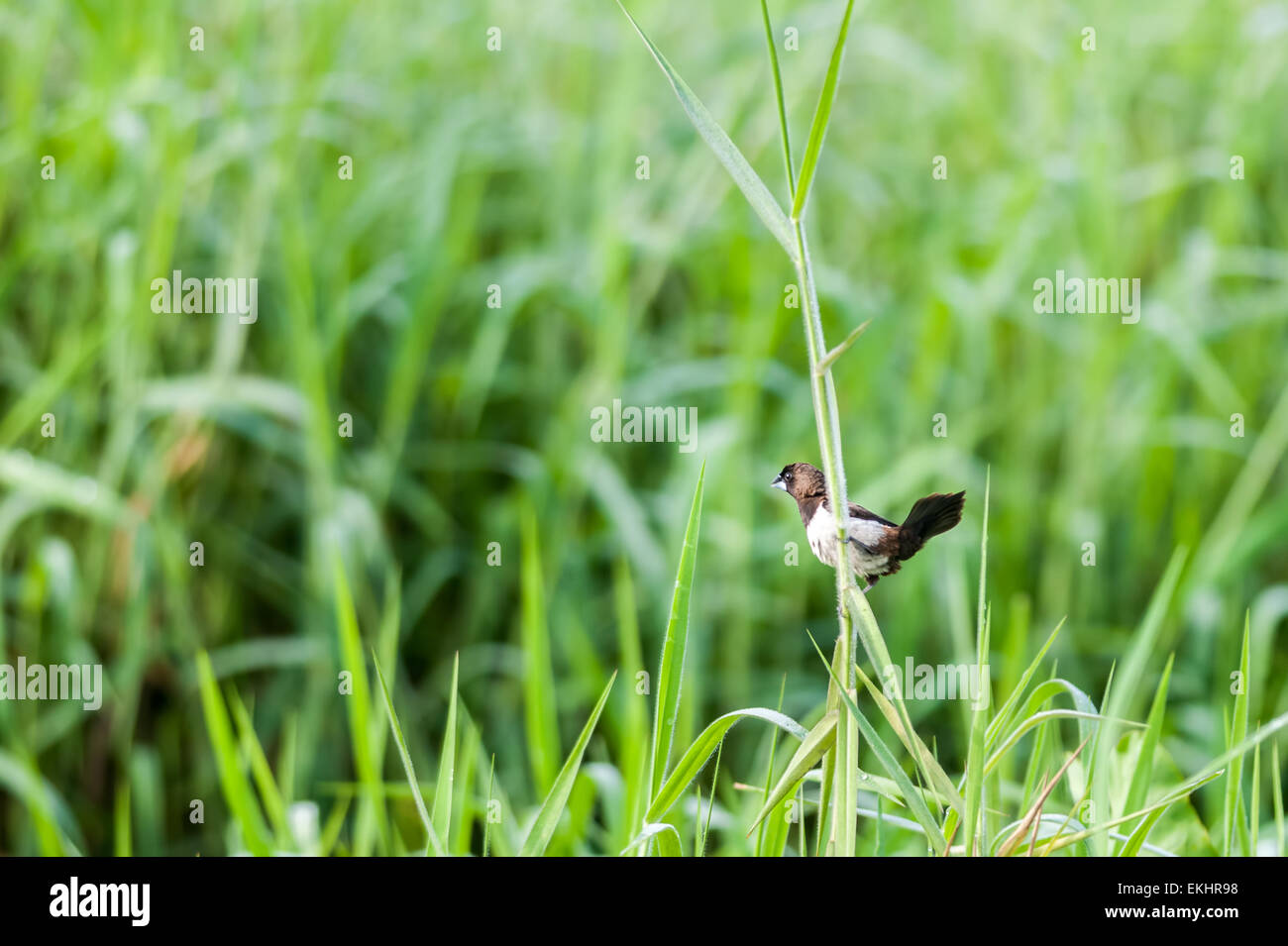 Weißes-rumped Munia, Lonchura Striata, kleiner Vogel, thront auf Grashalm Stockfoto