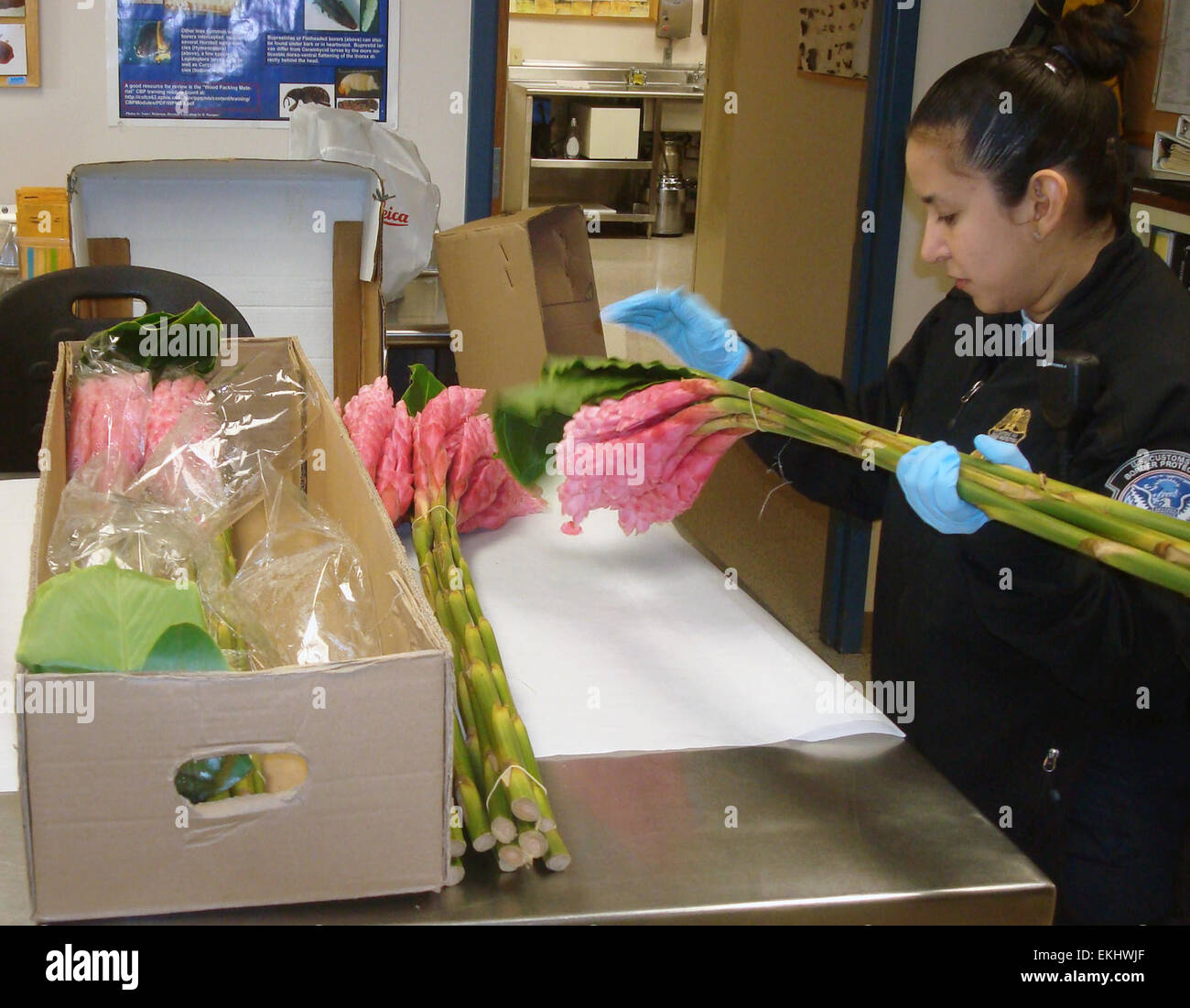 Südwestliche Grenze Laredo - U.S. Customs and Border Protection landwirtschaftliche Spezialisten inspizieren Blumen auf Anzeichen von Schädlingen und Krankheiten. : SCBPAS Carlos Ramos Stockfoto