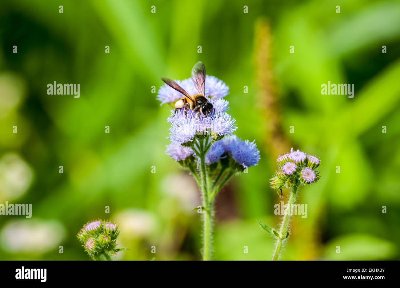 APIs Cerana Indica, indische Honigbiene Insekt, fliegen und schweben violett Wildblumen sammeln Honig und bestäuben. Stockfoto