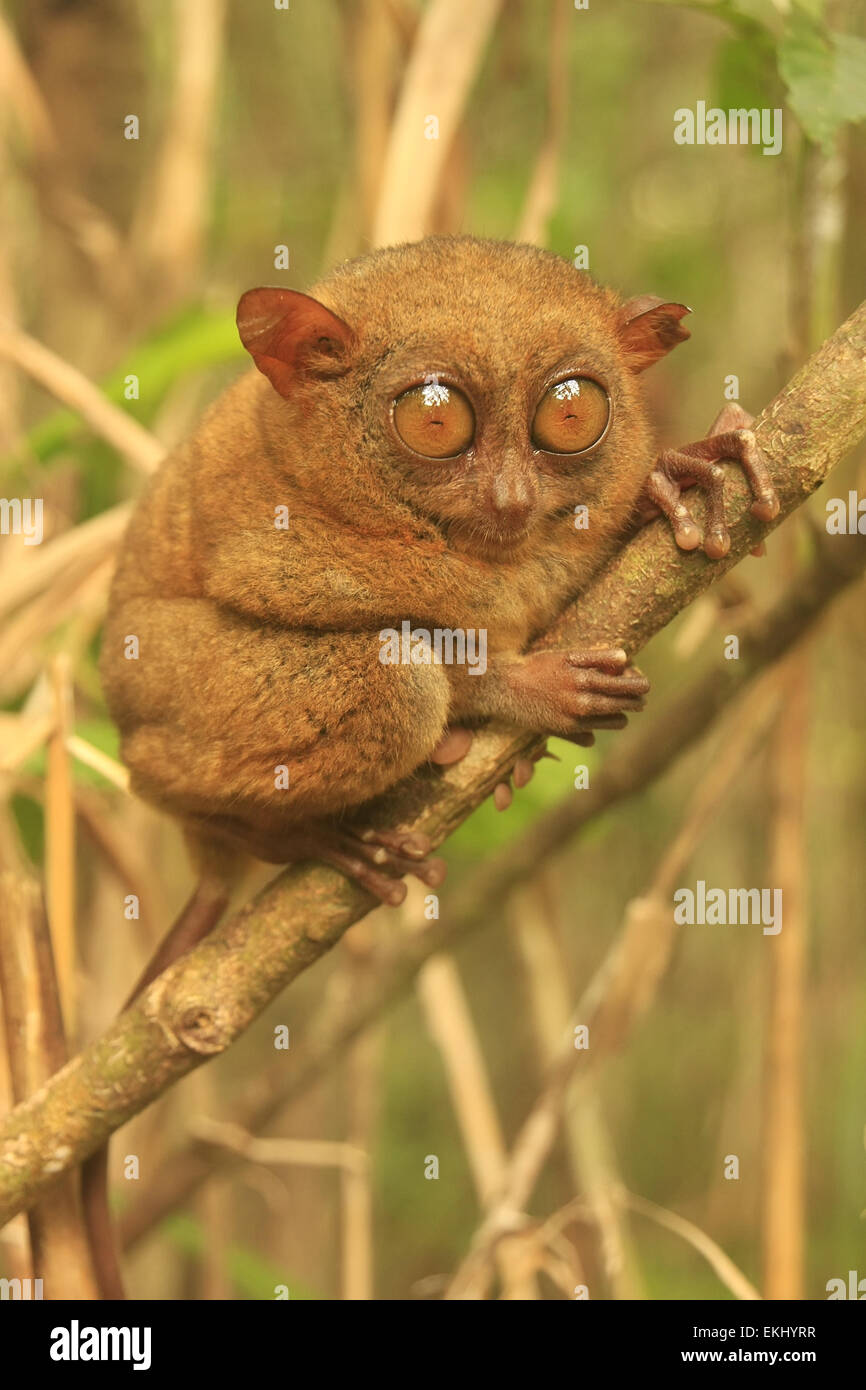 Koboldmaki sitzen auf einem Baum, Bohol Island, Philippinen, Südostasien Stockfoto