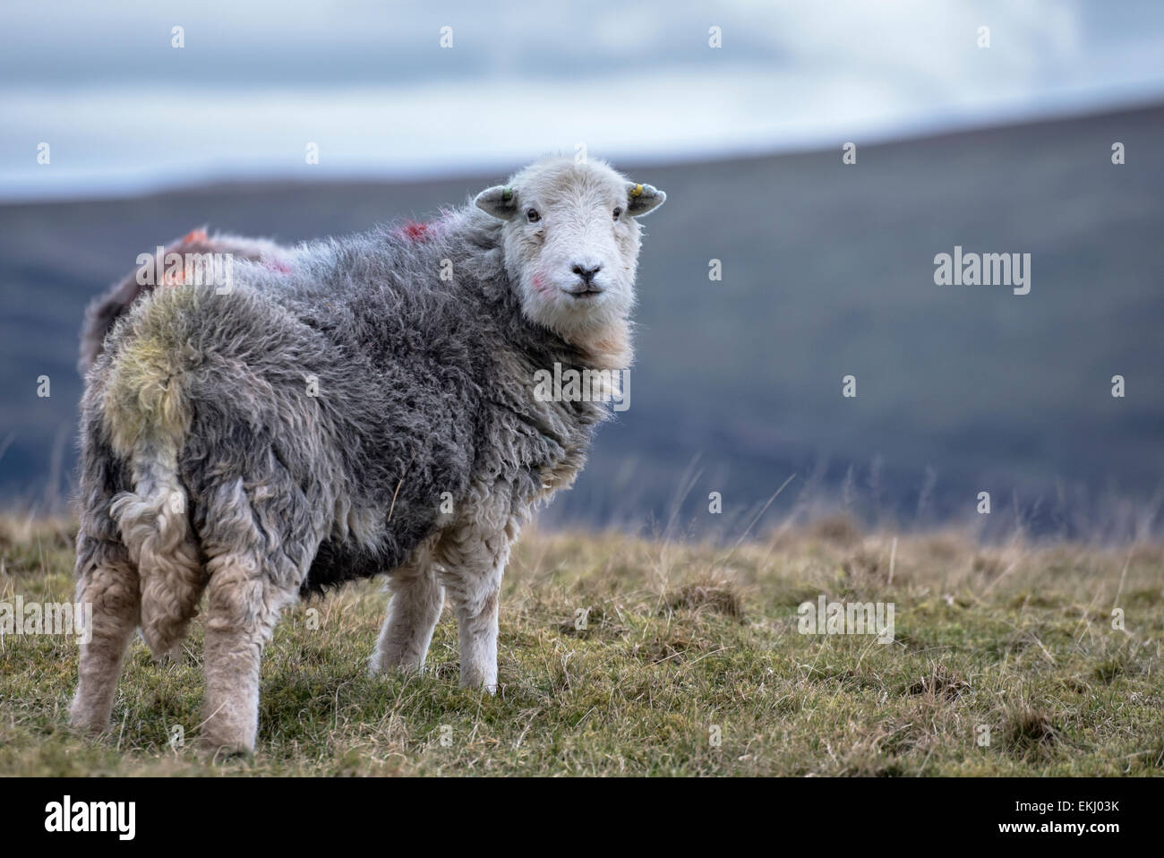 Nahaufnahme von einem Herdwick Schafe grasen auf einer Anhöhe im Lake District, England im Winter vor einem größeren Hügel. Stockfoto
