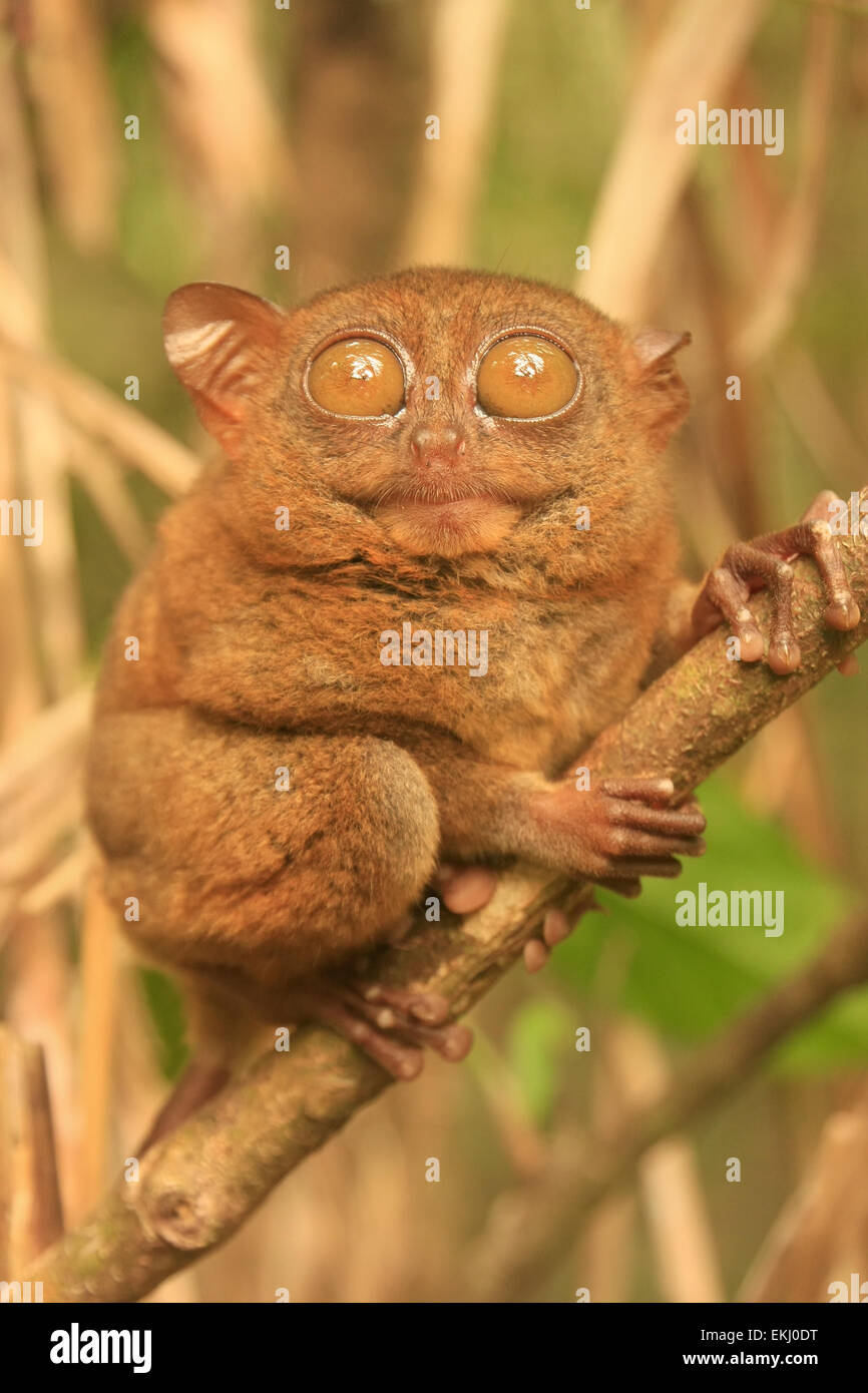 Koboldmaki sitzen auf einem Baum, Bohol Island, Philippinen, Südostasien Stockfoto