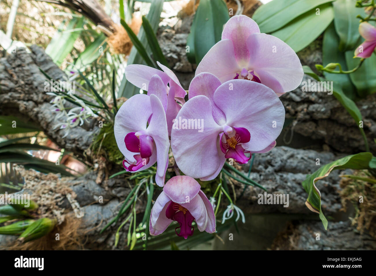 Rosa Orchideen Estepona Orchideenhaus Spanien Stockfoto