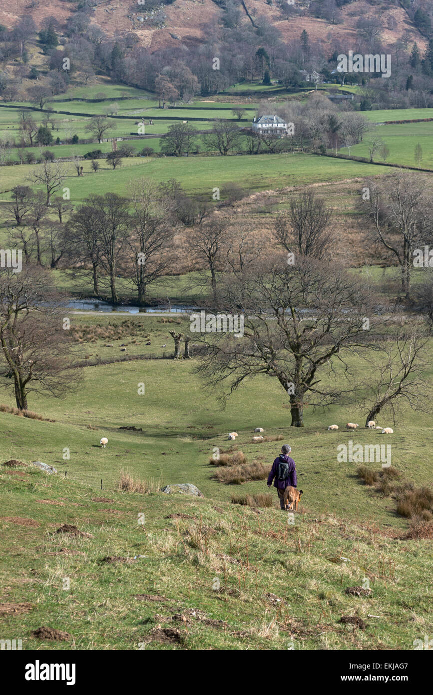 Eine weibliche Wanderer mit Hund zu Fuß bergab in Borrowdale. Der Fluss und das Tal sind vor ihr. Stockfoto