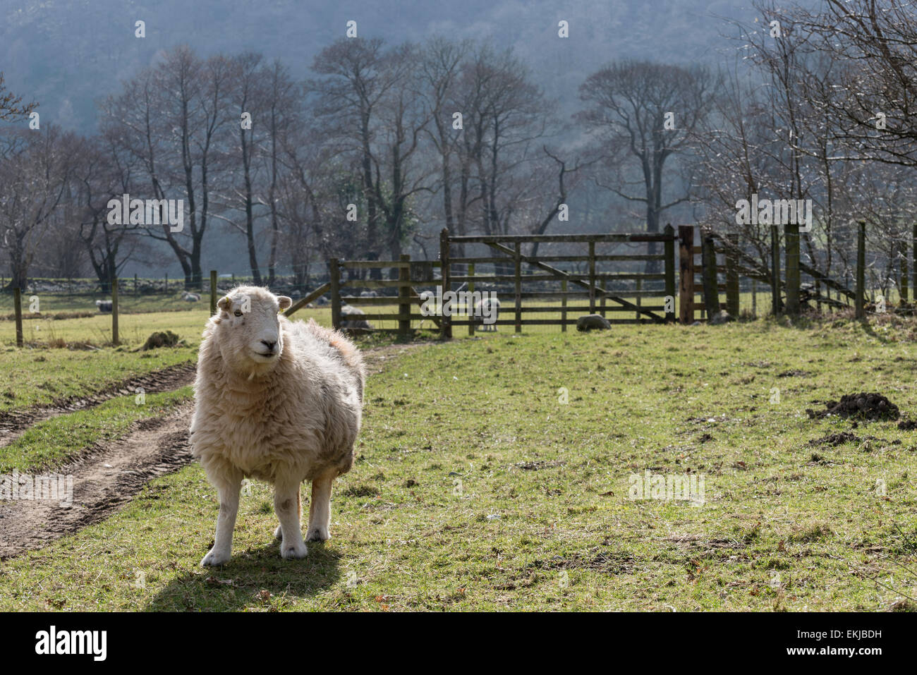 Ein Herdwick Schaf in der Nähe von Rosthwaite in Cumbria, England an einem sonnigen Frühlingstag Stockfoto