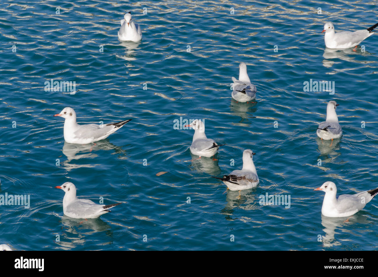 Herde von Möwen ruht auf dem Meer von Genua Stockfoto