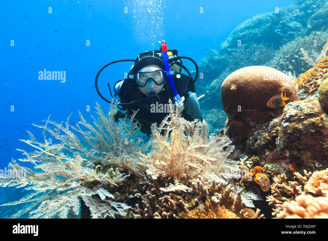 Taucher unter Wasser in der Nähe von Coral reef Stockfoto