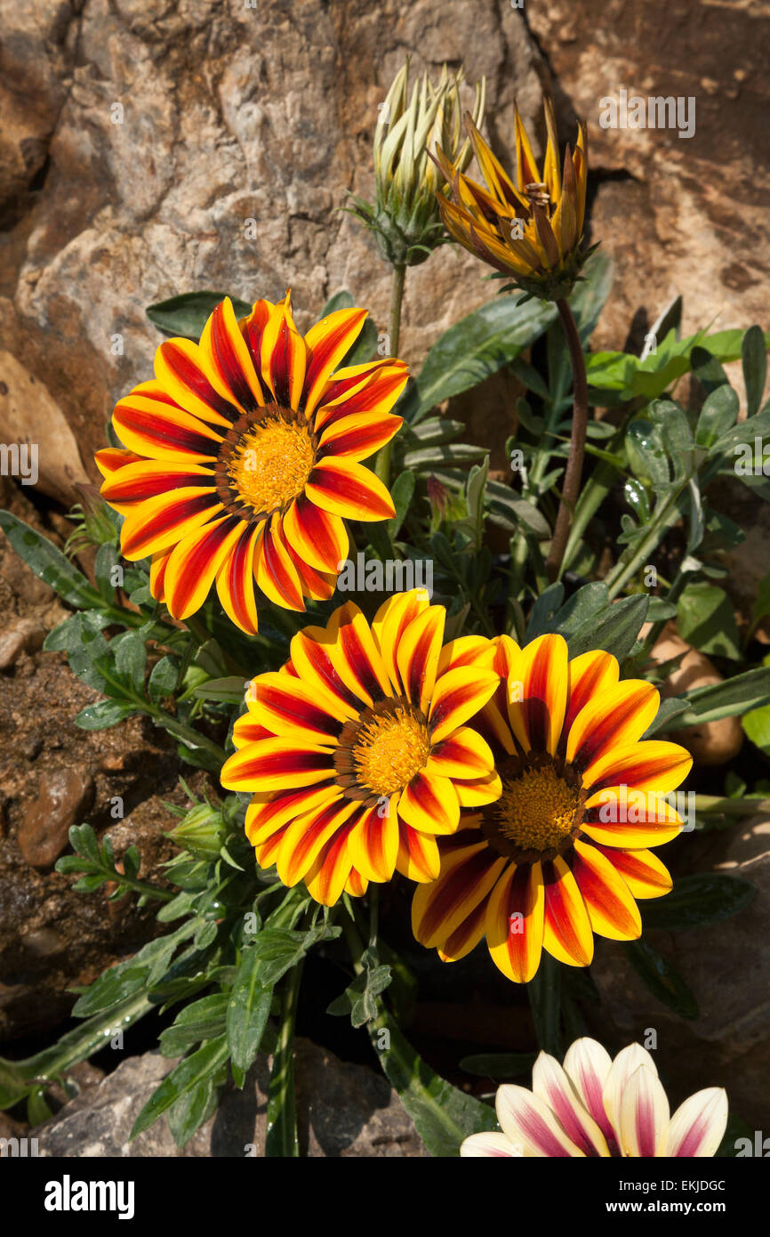 Schatz-Blume, Gazania Rigens in voller Blüte Stockfoto