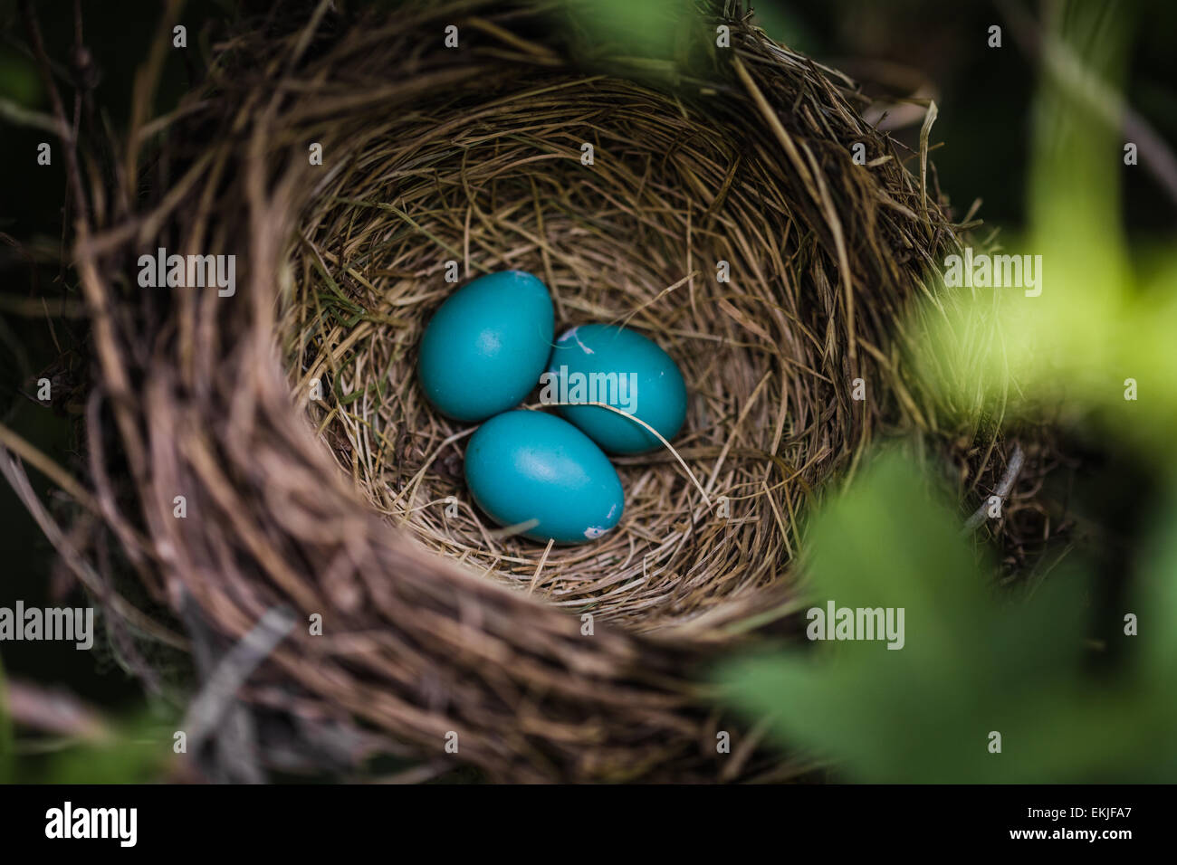 Close-up blau Robin Eier in einem Nest in einem Baum Stockfoto