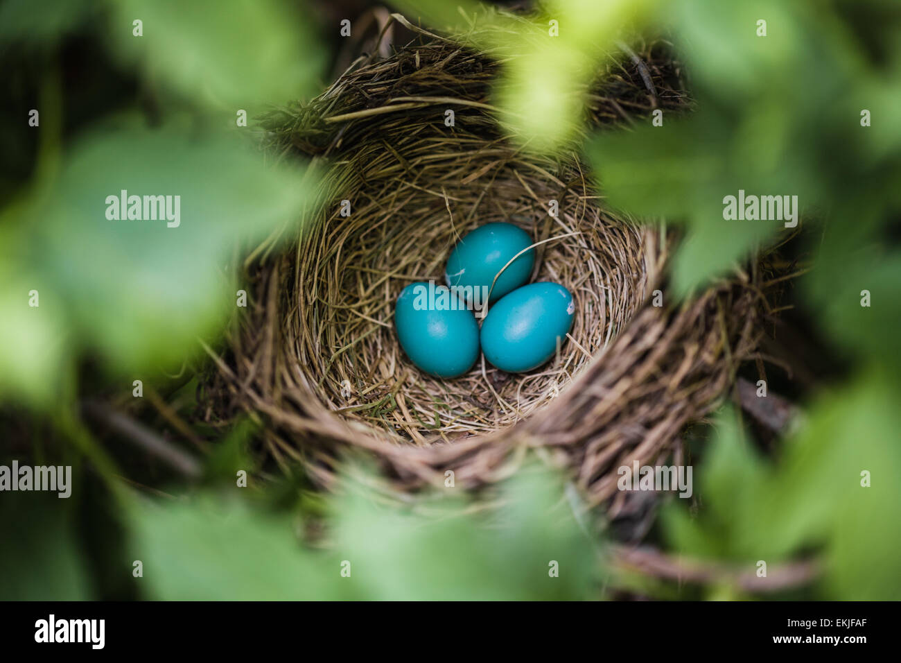 Close-up blau Robin Eier in einem Nest in einem Baum Stockfoto