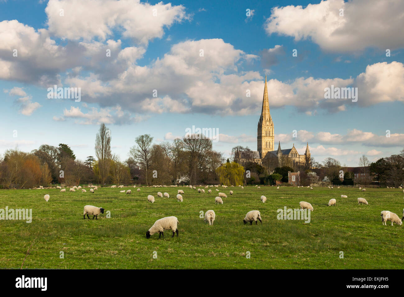 Frühling am Nachmittag an die Kathedrale von Salisbury. Stockfoto
