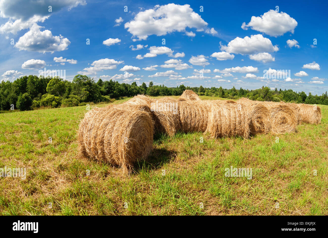 Heu und Stroh Ballen auf Ackerland unter blauem Himmel im Sommertag Stockfoto