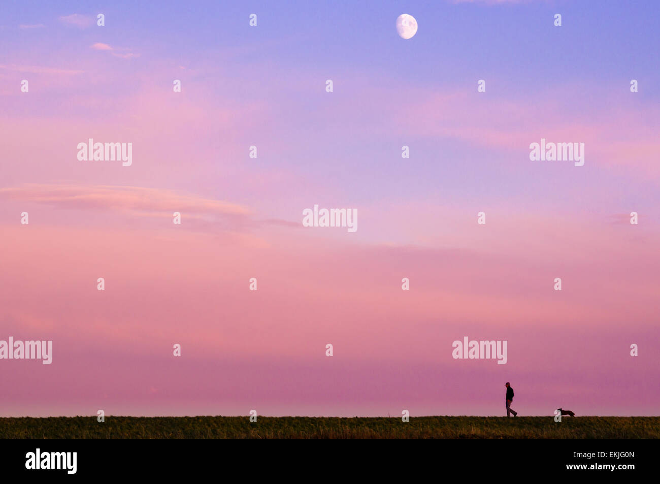 Hundewiesen unter den aufgehenden Mond Stockfoto