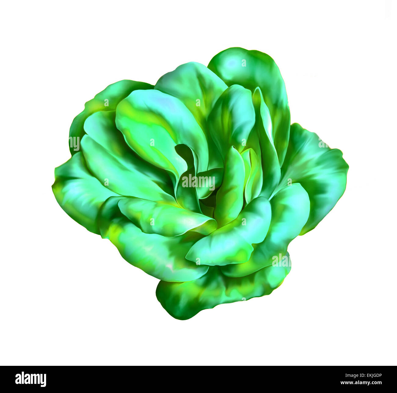 Grüne rose Blume isoliert auf weißem Hintergrund Stockfoto