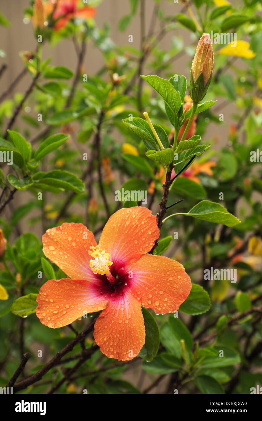 Hibiskus Blüten nach einem Regenguss April im Süden von Texas, USA. Stockfoto