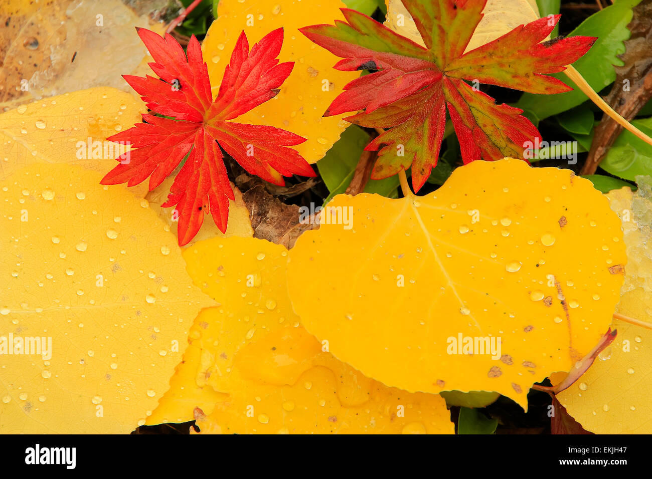 Schließen Sie oben von bunten Blätter mit Herbstfarben Stockfoto