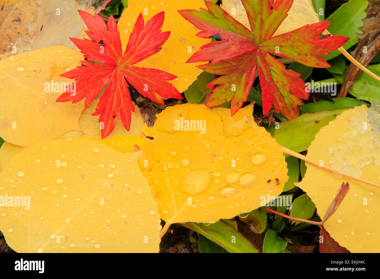 Schließen Sie oben von bunten Blätter mit Herbstfarben Stockfoto