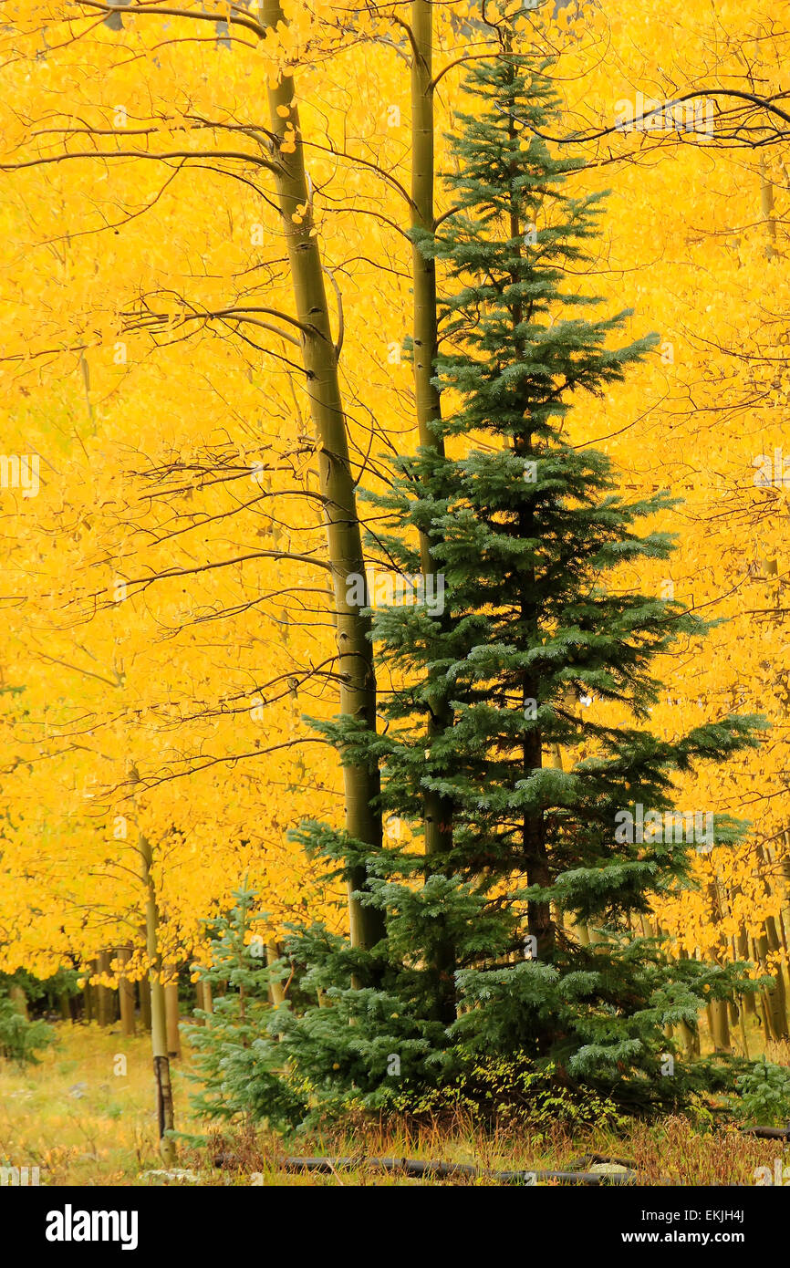 Espe Bäume mit Herbst Farbe, Uncompahgre National Forest, Colorado, USA Stockfoto