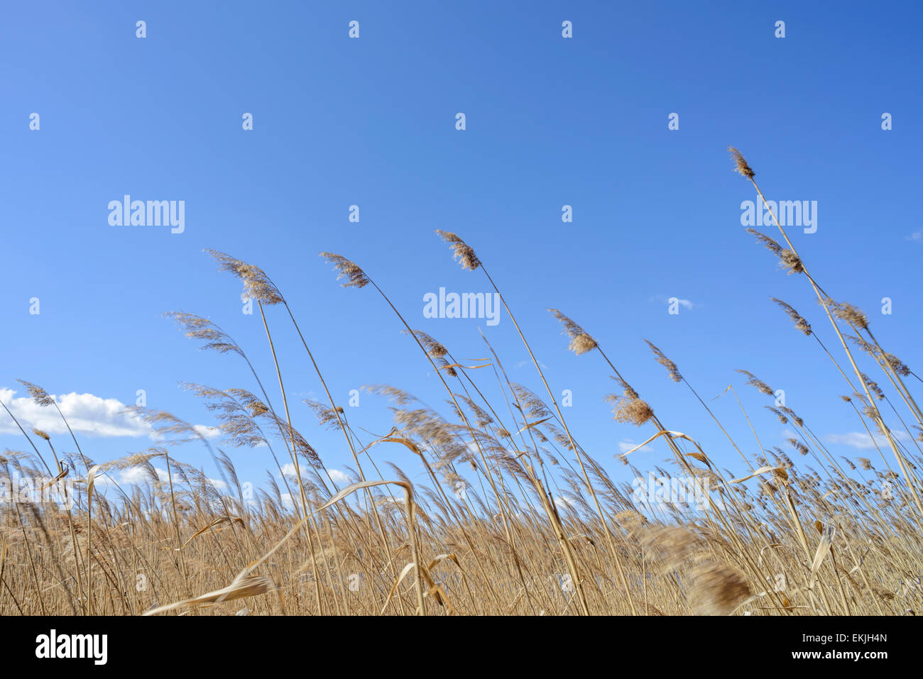 Hohes Schilf nahe dem See werden durch den Wind mit einem blauen Himmel und Wolken Hintergrund verschoben. Stockfoto