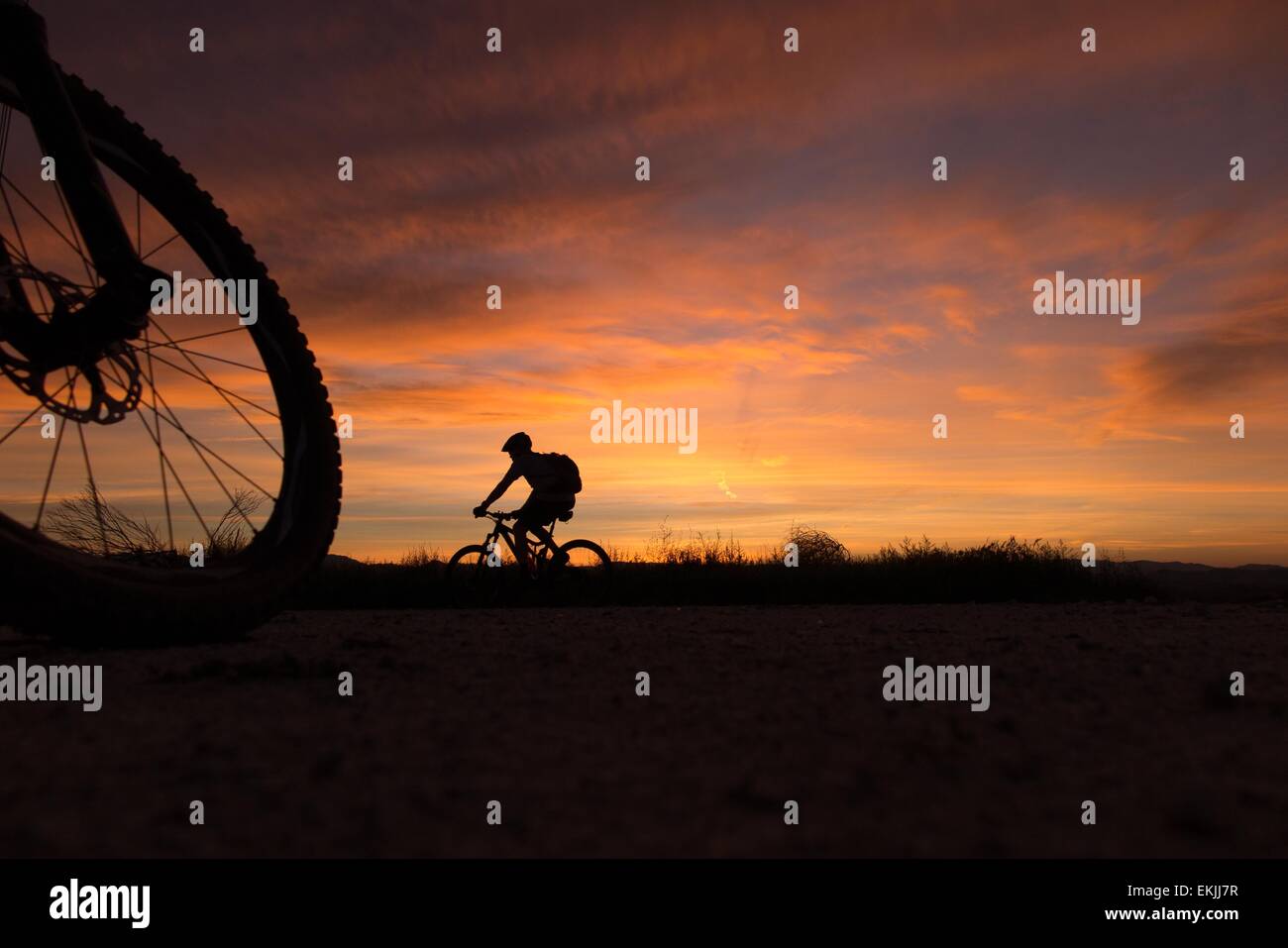 Laguna Beach, Kalifornien, USA. 14. März 2015. Mountainbiker in der Silhouette bei Sonnenaufgang unter einem orangefarbenen Himmel bereiten 5 Eichen Ausritt in Aliso und Wood Canyons Wilderness Park mit Blick auf den Pazifischen Ozean. Mountainbiken ist eine Outdoor-Sportart, die darin besteht, auf Fahrrädern abseits der Straße, oft über unebenes Gelände. Diese einzelnen Sportart erfordert Ausdauer, Stärke und Balance, Fahrrad Umgang mit Fähigkeiten und Selbstvertrauen. Die meisten Mountainbiker fahren Offroad-Strecken, ob Landstraßen zurück, Feuer, Straßen oder Singletrails. Fahrer lernen, reparieren ihre defekten Fahrräder oder flache Gummireifen zu vermeiden Stockfoto