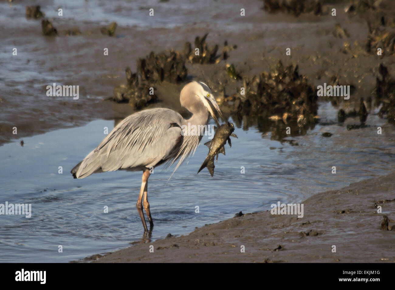 Ein Great Blue Heron fängt einen großen Fisch in einem küstennahen Salzwiesen. Stockfoto