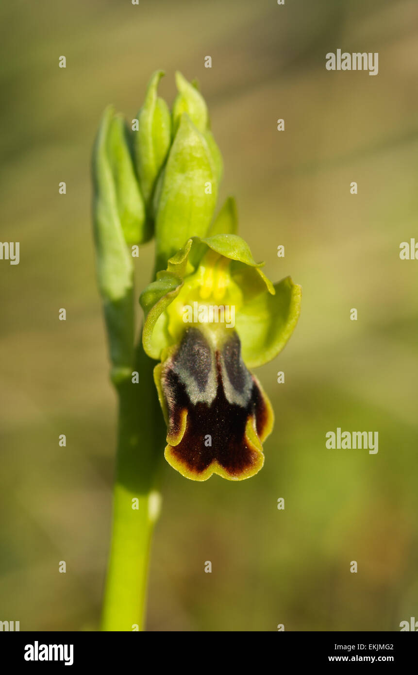 Wild Orchid Hybrid - Ophrys × battandieri Stockfoto