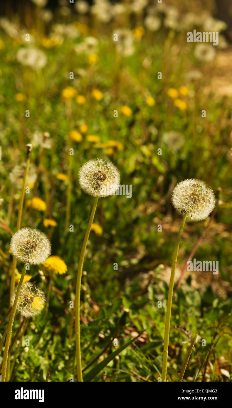 Löwenzahn-Feld - Taraxacum sp Stockfoto