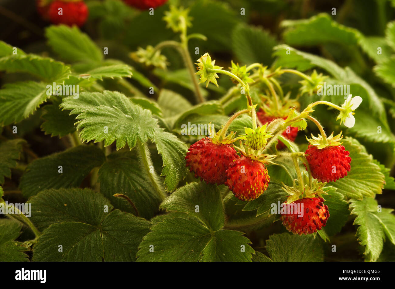 Wilde Erdbeere Pflanze mit roten Früchten - Fragaria vesca Stockfoto