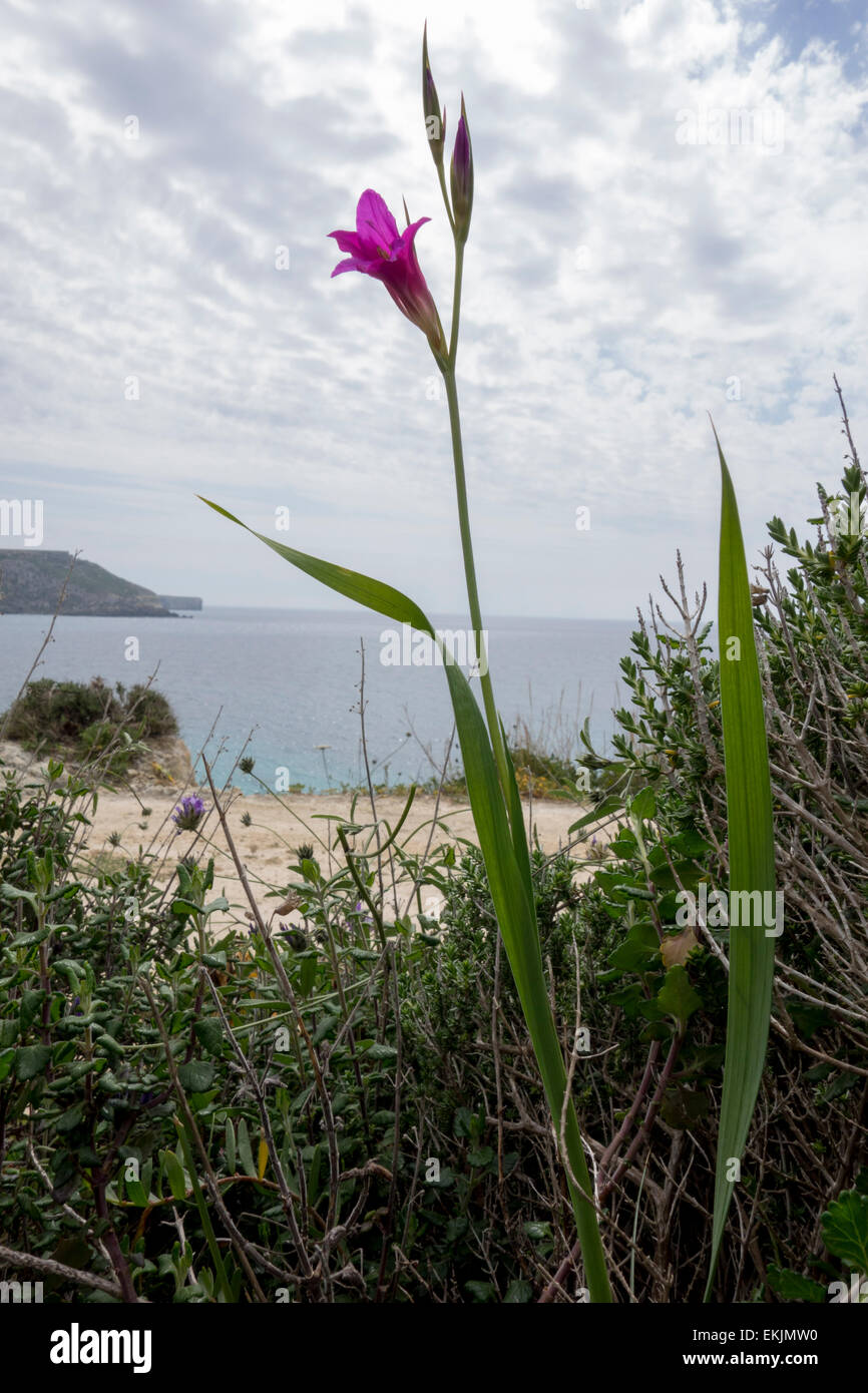 Gemeinsamen Schwertlilie, Gladiolus Italicus, einer wilden Blume von der Küste von Malta, Mittelmeer-Region. Stockfoto