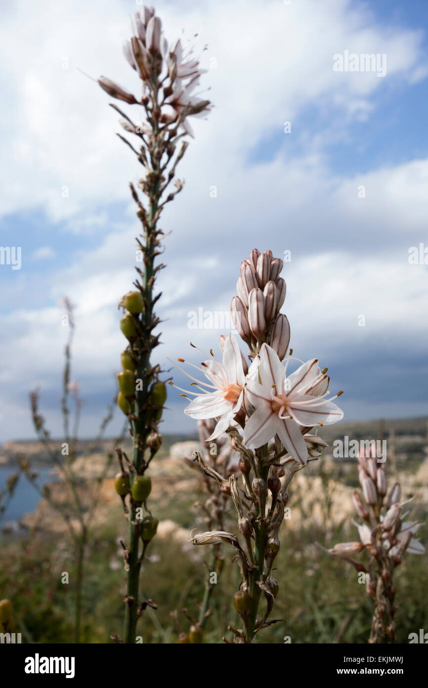 Verzweigte Asphodel, Asphodelus Ramosus, an den felsigen Ufern der Mittelmeerinsel Malta. Stockfoto