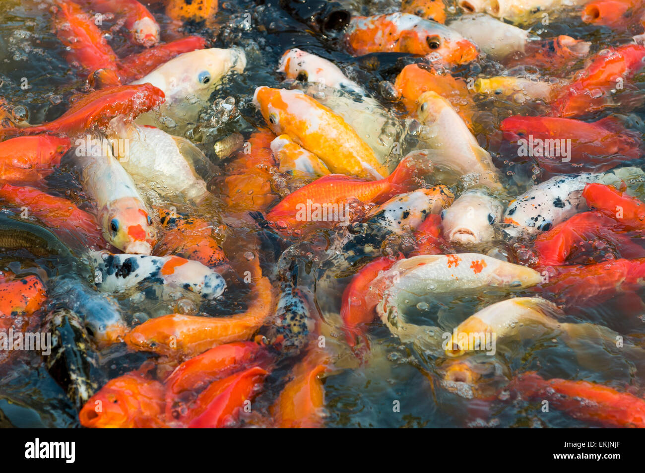 Fische keuchen Fotos und Bildmaterial in hoher Auflösung Alamy